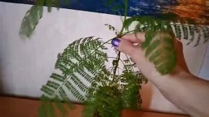 Жаккаранда мимозолистная