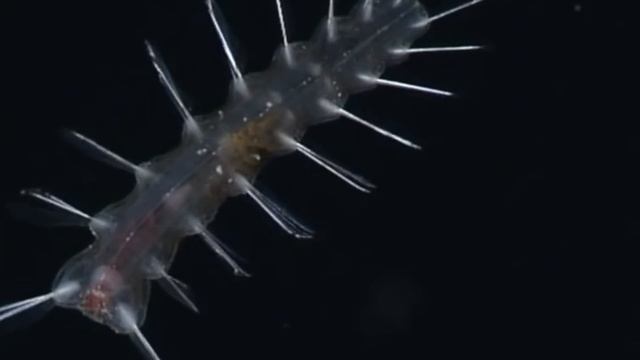 The Wonderful World of Deep Sea Worms смотреть онлайн