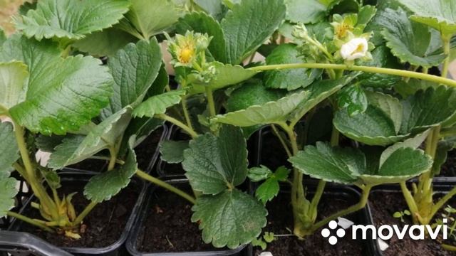 Клубника В Подмосковье Коллекция Липатовой Анастасии // Вацап для заказа каталога 8-915-245-81-59 смотреть онлайн