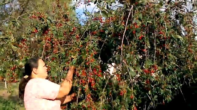 Урожай вишни на даче смотреть онлайн