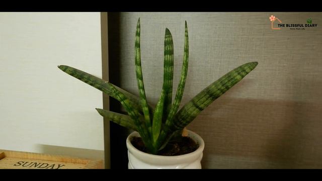 Newbie Gardener? Check Out These Easiest Plants To Take Care Of! | 7 Easy To Maintain Indoor Plants смотреть онлайн