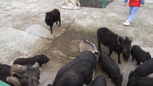 Веселый "Бабушкин дворик"! Угощения разошлись очень быстро!) смотреть онлайн