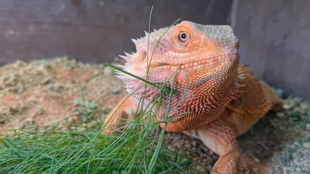 Бородатая Агама ЗАВОДИТЬ или НЕТ?