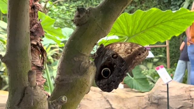 Mariposario de Benalmadena - Butterfly Park ,Benalmadena,Spain?? PART 1 смотреть онлайн