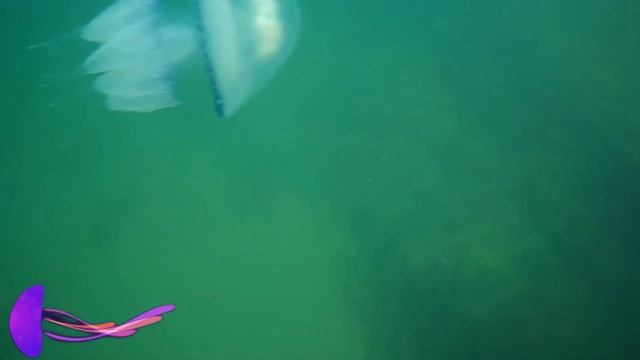 ? Обитатели Черного моря? 4К смотреть онлайн