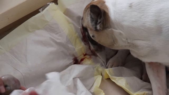 Amazing French Bulldog Birth: Part 1 Of 3. Französische Bulldogg: Hundegeburt.