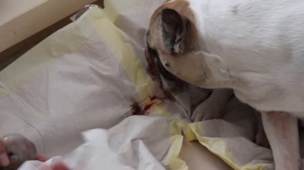 Amazing French Bulldog Birth: Part 1 of 3. Französische Bulldogg: Hundegeburt.