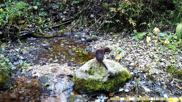 американская норка. фотоловушка смотреть онлайн