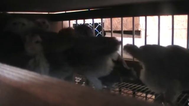 ВЛОГ цыплята ЛЕГГОРН // ПТИЦА //РАСКЛЁВ смотреть онлайн