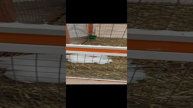 Планета пушистиков эпизод 2 смотреть онлайн