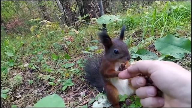 Необычное поведение дикой белки. смотреть онлайн