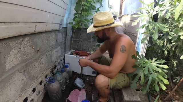 Черенки фейхоа. Состояние растений в подземной теплице на 1.08. 2021. смотреть онлайн