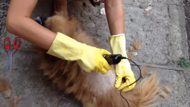 бреем пекинеса смотреть онлайн