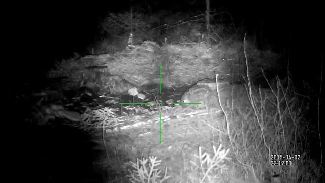 Заснял животину на свой цифровой прицел X-Sight в глухом лесу. смотреть онлайн