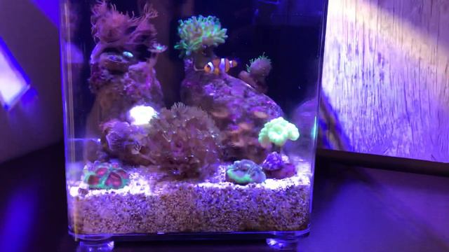 Apresentação do Pico Reef смотреть онлайн