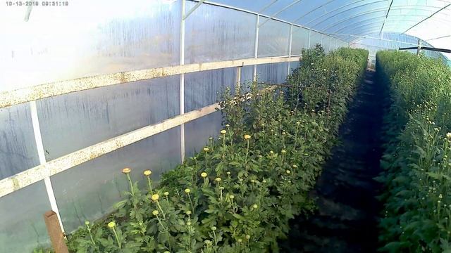 Хризантема 2019. Ещё одно отличие выращивания крупноцветной хризантемы от мелкоцветной. смотреть онлайн