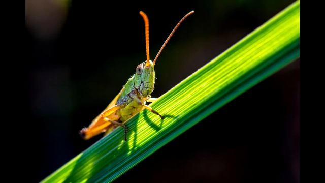 ЗВУК СВЕРЧКОВ /ПЕНИЕ СВЕРЧКА Grasshopper / для сна /for sleep смотреть онлайн