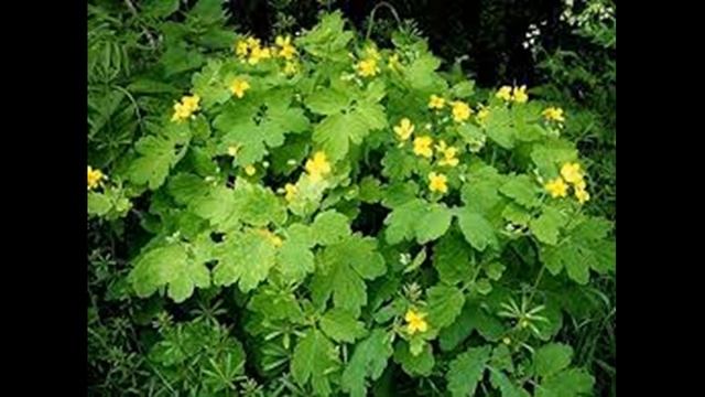 Калина с чистотелом избавят от кисты смотреть онлайн