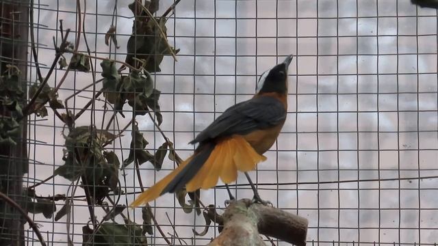 Седогаловая чекановая Горихвостка(Cossypha niveicapilla) смотреть онлайн