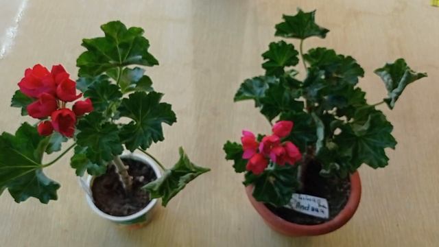 lilian Andrea тюльпановидная пеларгония. смотреть онлайн