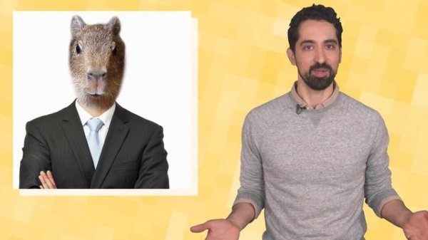 What is a Capybara and Why is it So Chill? | Mashable Explains