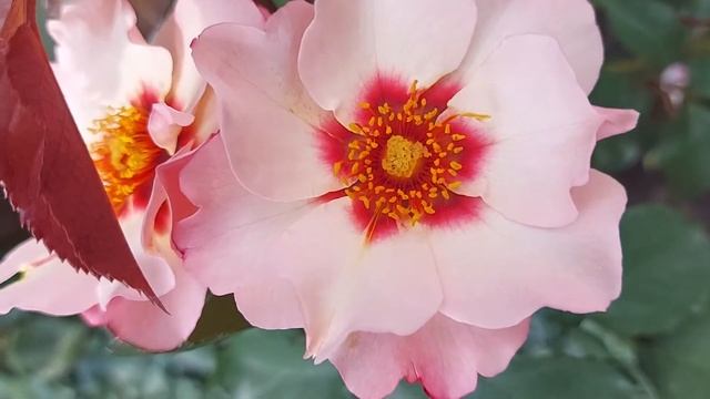 Роза "Элиз, принцесса финикийская" смотреть онлайн