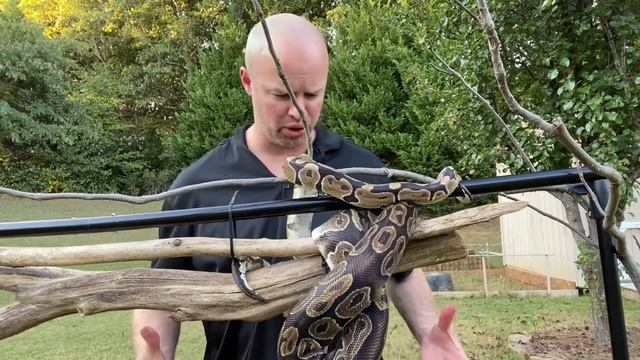 Ball Python Feeding Response - don’t believe all the hype смотреть онлайн