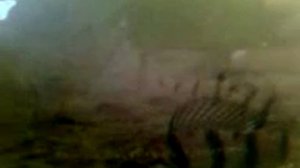 подводная камера, оз. Кислое.