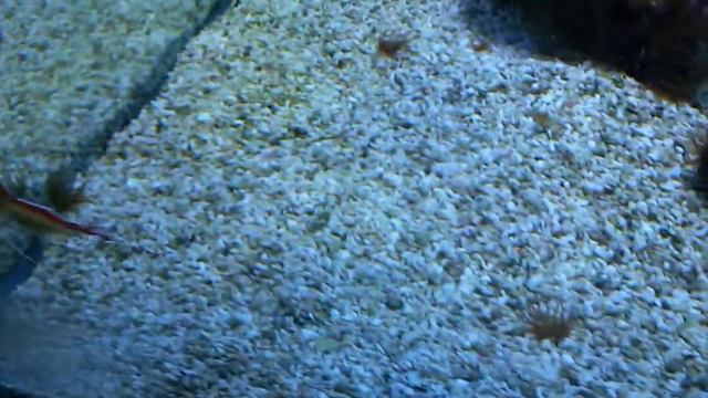 Креветка-доктор в морском аквариуме с рыбками смотреть онлайн