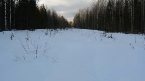 В поисках глухариного тока часть 1