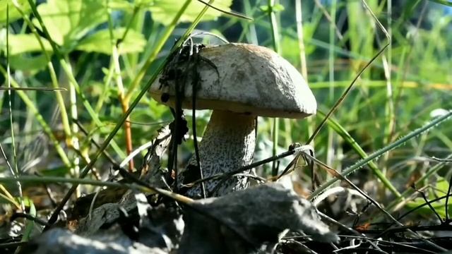 НАЙПОШИРЕНІШІ ЇСТІВНІ ГРИБИ. ЯКЩО НЕ ЗНАЄТЕ, СЛІД ПОДИВИТИСЯ ВІДЕО смотреть онлайн