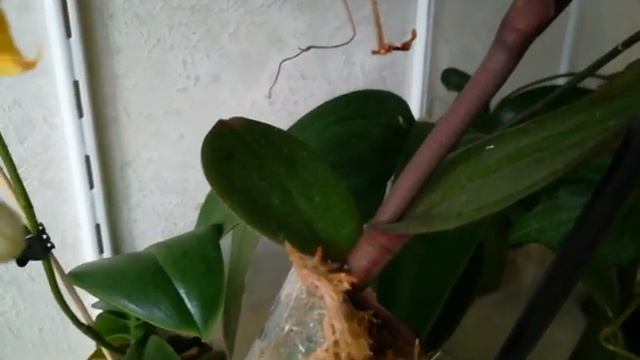 МОИ РЫЖЕГУБЫЕ ЛЮБИМОЧКИ) ПОХОЖИЕ, НО РАЗНЫЕ) 😍❤️❣️АНОНС! 💥#PHALAENOPSIS MADRID, EYE CATCHER 🌱❤️❣️🧡🦋 смотреть онлайн