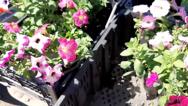 Рынок ""ЗОЛОТАЯ ГОРКА"" на Дзержинского. смотреть онлайн