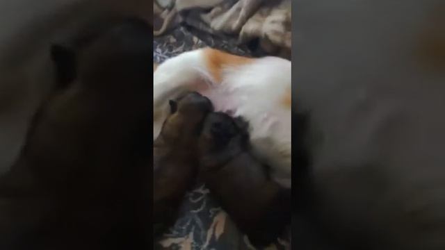 Шведский стол смотреть онлайн