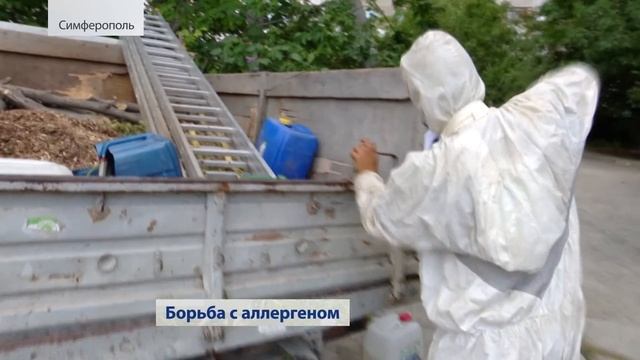 Уничтожение амброзии в Симферополе (Крым) 11.08.2020 смотреть онлайн