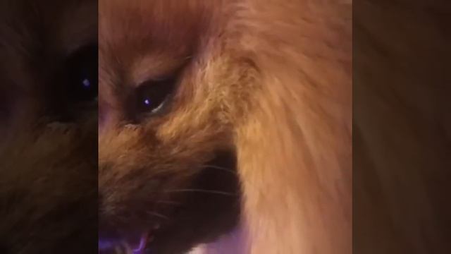 Немецкий шпиц малый смотреть онлайн