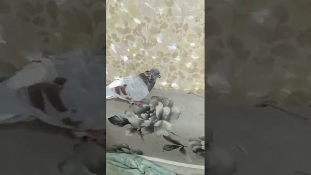 Рыжий - драчливый домашний голубь смотреть онлайн