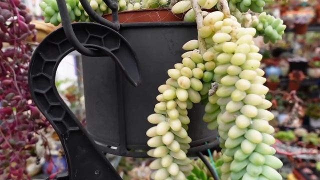 THEY ALL LOVE WATER - SEDUM Burro's Tail AKA Donkey Tail & Sedum Burrito смотреть онлайн