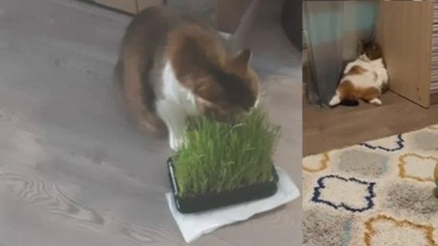 .Толстая КОШКА спит смотреть онлайн