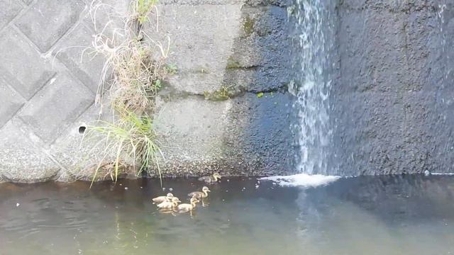 カモ親子0724D【Wスパルタ母】赤ちゃんを守る母VS子ガモのママ。カモの変声期。奇跡の捨て子。野生化ワカケホンセイインコ。黄色いくちばしのカルガモ。野鳥撮影と観察日記 смотреть онлайн