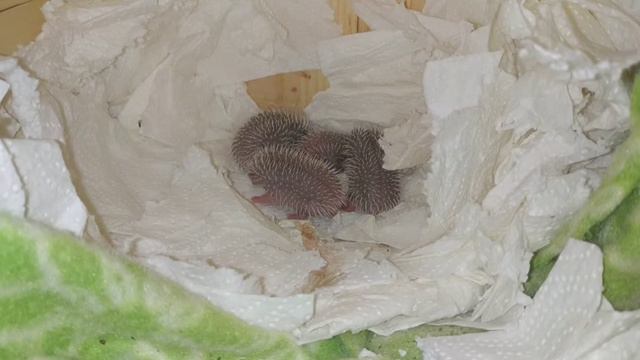 Ежи-малыши. Newborn hoglets смотреть онлайн