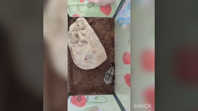 Кормление змеи 18 сек из жизни!