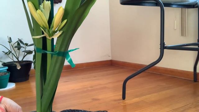 Clivia смотреть онлайн