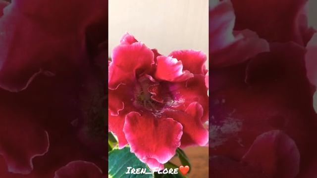 Опыление махровой глоксинии самой на себя. смотреть онлайн