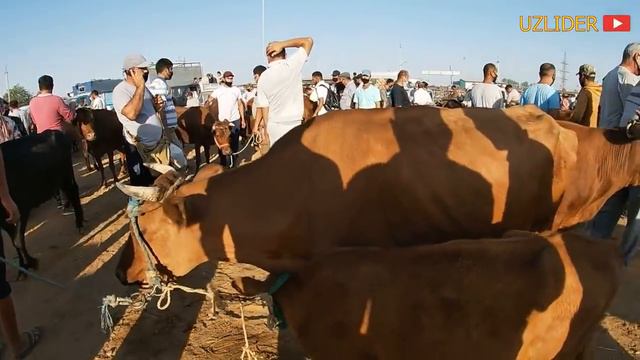 XORAZM MOL BOZOR NARXLARI  2-QISM 8 июля 2020 г.