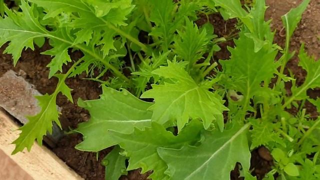 #будогощь#карьер#дача Первые урожай зелени в теплице смотреть онлайн