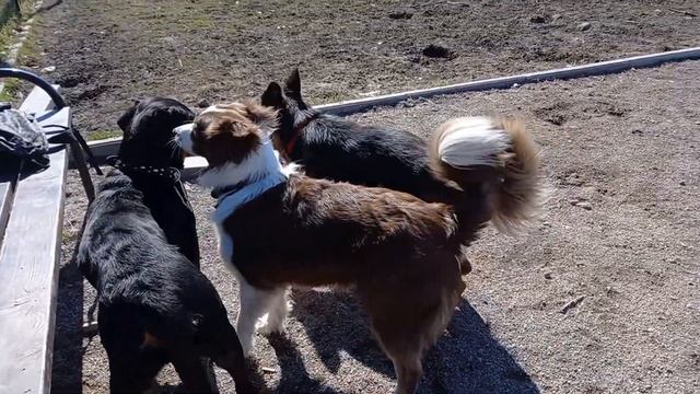 Жил Был Пес Моя Жизнь Кино Музей Пса смотреть онлайн