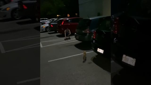Stray Cat Follows Couple Right Into Their Home смотреть онлайн