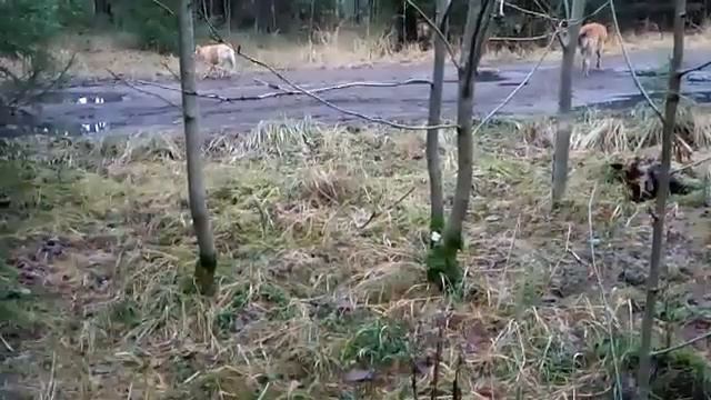 Самвел Адамян - Вечеринка и бонусы для Оперных друзей... смотреть онлайн