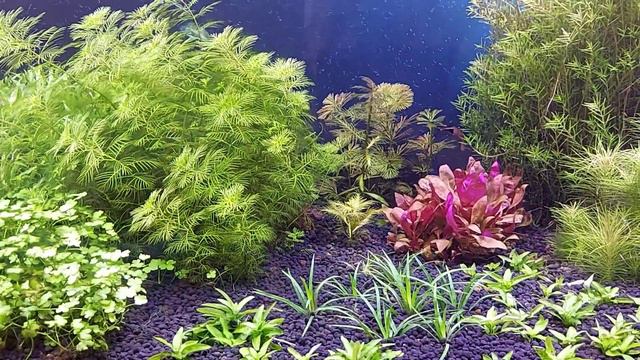 новый аквариум тесты изменения в травнике смотреть онлайн